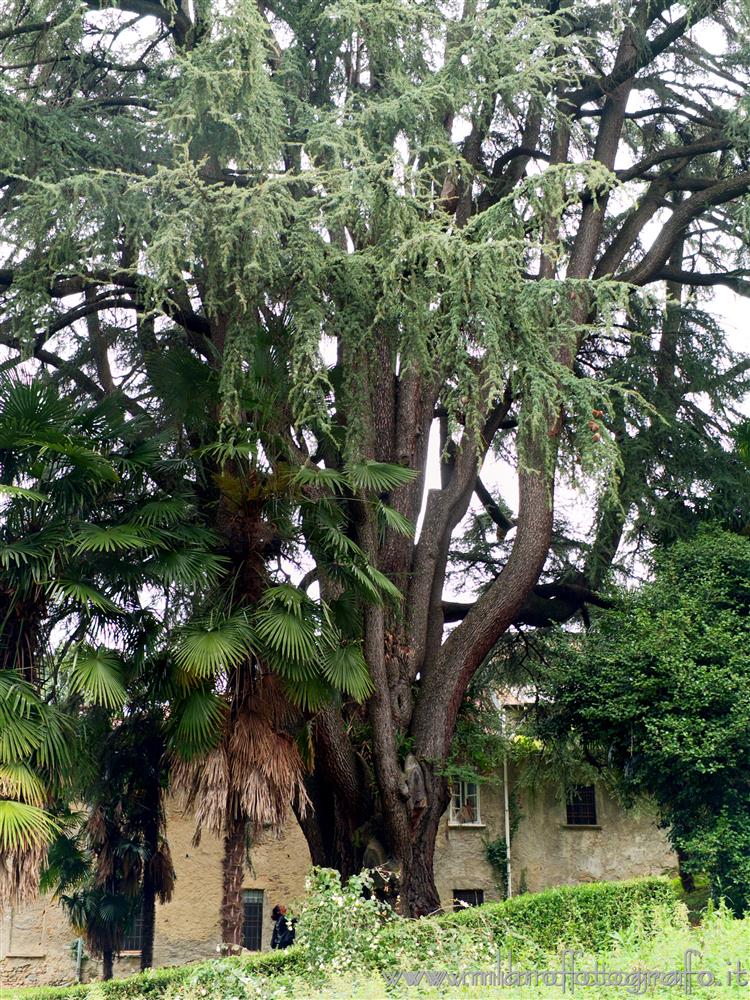 Sirtori (Lecco, Italy) - Monumental Cedrus atlantica in the park of Villa Besana